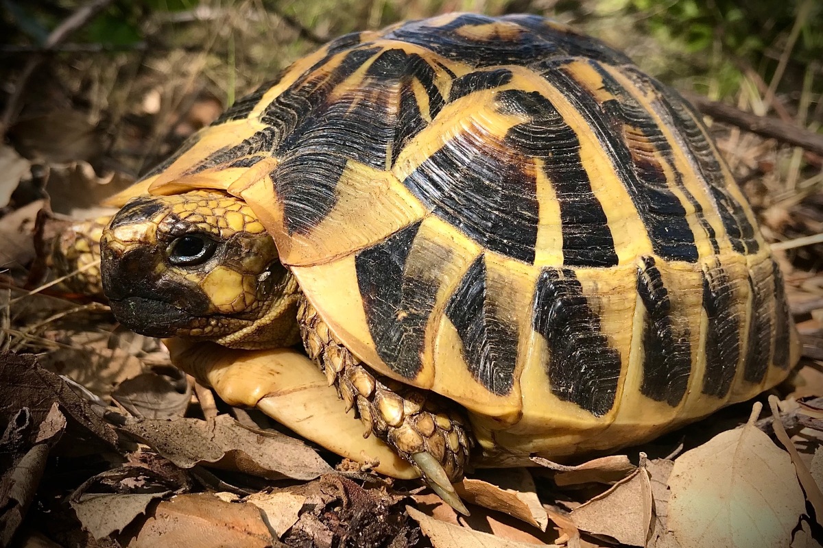 Tortue Hermann Corse